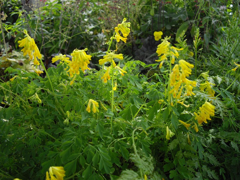 Pseudofumaria lutea photo